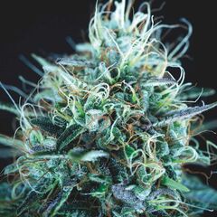 Purple Urkle x Blue Pyramid, Фасовка: 5